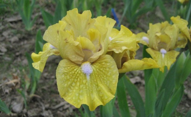 Irys bródkowy niski ‘Matter of fact’ (Iris x barbata)